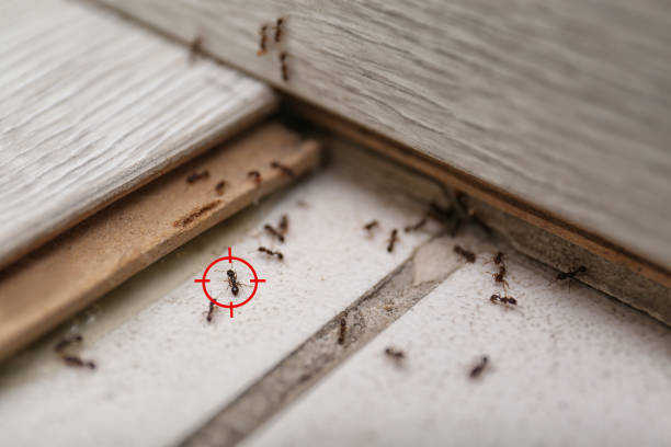 Best Best Pest Control Companies  in Fort Belvoir, VA