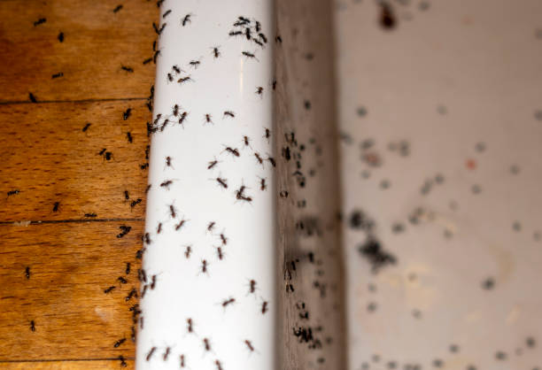 Best Bed Bug Extermination  in Fort Belvoir, VA