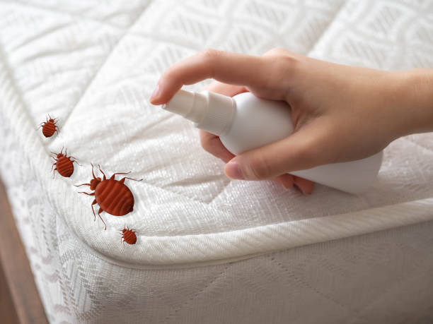 Best Termite Control Services  in Fort Belvoir, VA