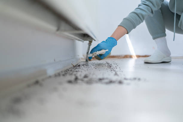 Best Affordable Pest Control Services  in Fort Belvoir, VA